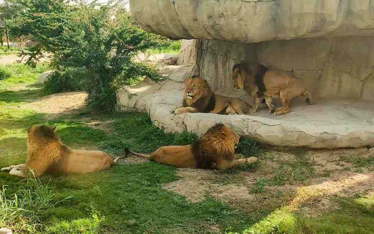 الحياة البرية والأنواع الحيوانية